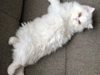 DOLL FACE İRAN KEDİMİZ