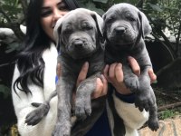 Blue dev gibi cane corso yavrularım