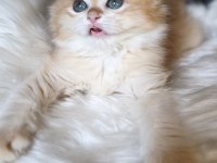 Show kalite dişi british longhair