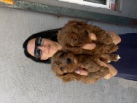 Maltipoo yavrularım sağlık ve ırk garantilidir