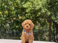 Çok Sevimli ve Oyuncu Toy Poodle Yavrularımız