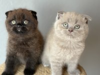 Scottish fold çikolata Point