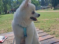 7 aylık erkek pomeranian