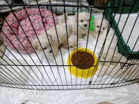 Orjinal maltese yavrular