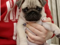Muhteşem safkan pug yavruları