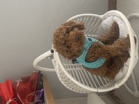11 aylık poodle