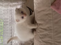 Scottish fold kedimiz
