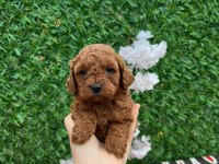 Korekan poodle yavrularımız