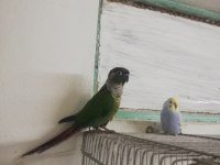 Ele Alışık Konur Papağanı