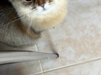 9 Aylık Çok Cana Yakın Sakin Ücretsiz Kedimiz Sadece Aileye