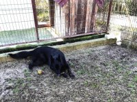 Köpeğimize eşleme dişi aday arıyoruz