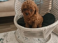 TOY POODLE YAVRULAR