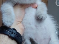 Scottish fold kedisi için ulaşınız