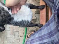 Akıl küpü bulldog köpeğimiz
