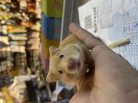 Gonzales ve suriye hamster