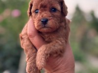KORE KAN KUYRUKSUZ POODLE ERKEK