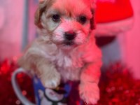 MİNYATÜR MALTİPOO YAVRULAR