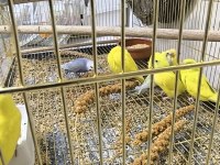 Eğitmelik ve Hazır Çift Muhabbet Kuşlar