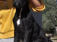 Fci/kif A şecere belgeli, ırk ve sağlık garantili cane corso