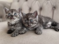 Erkek british shorthair