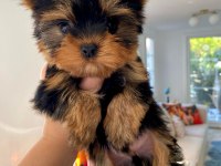 Micro teacup baby face yorkshire yavrular