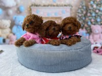 Toy Poodle Köpekleri