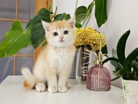 BRITISH SHORTHAIR OYUN HAMURU