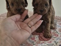 TOY POODLE KÖPEĞİMİZ