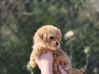 SEVİMLİ MALTIPOO BEBEKLERİ YAVRUMUZ YENİ YUVASINA HAZIR