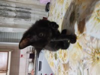 Anne british shorthair sokak kedisi baba
