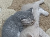 Minik kedilerim