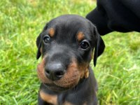 Can dostunuz cane doberman kapıda ödeme mevcuttur