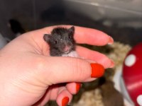Uzun tüylü suriye hamster yeni sahiplerini bekliyor