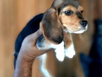 Beagle yavrularımız mükemmel bebekler
