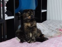 Scottish fold Kedimizi sahiplendiriyoruz
