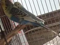 2 çift muhabbet kuşum var uyguna
