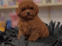 IRK GARANTİLİ TOY POODLE YAVRULARI
