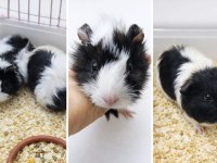 Gine pig yavru ve yetişkin