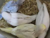 Yeme yeni düşmüş 2 aylık muhabbet kuşları