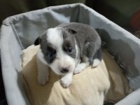 1 Aylık border collie yavrular
