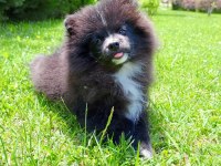 Yavru pomeranian nadir renkte