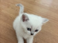 UYUMLU SEVECEN TESLİME HAZIR YAVRU KEDİLER