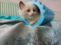 Dünyanın en sakin kedisi ragdoll