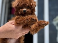Petmode köpek çiftliğinden kore toy poodle yavrular