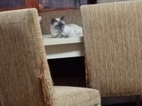 Damızlık british shorthair kızlar