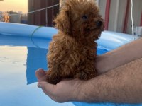 Adana safkan toy poodle ve kore poodle