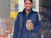 Maltipoo bebegimiz