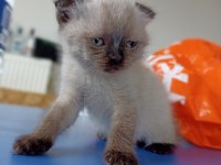 Harika Kirli Beyaz Scottish Fold
