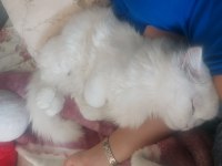 8 aylık erkek british longhair