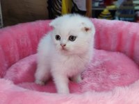 Scottish fold yavru kediler